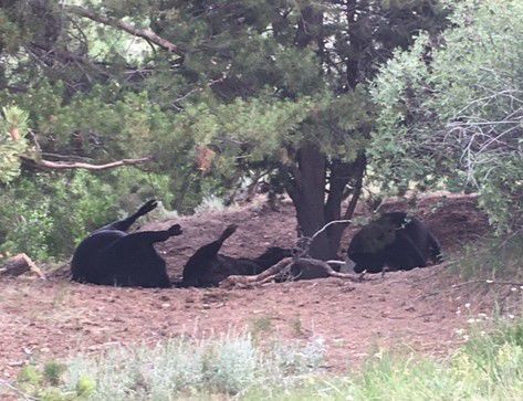 Cattle shot